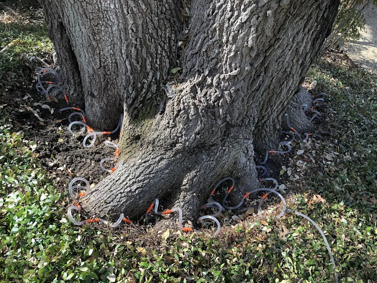 Detailed Tree Cabling and Bracing job site in Ogallala