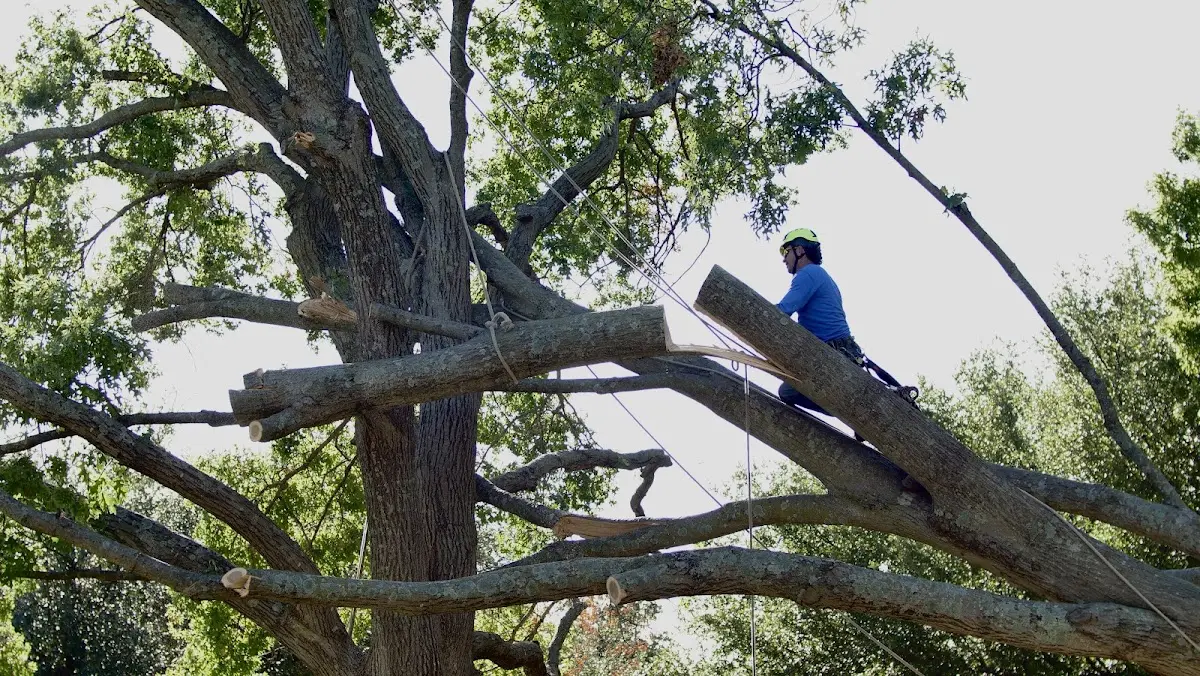 Professional Hazardous Tree Removal performed by certified arborists in Ogallala